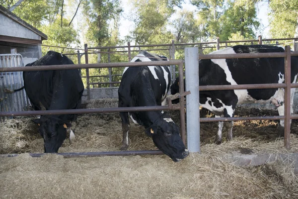 Cows eating in a trough of a cattleshed — Stock Photo, Image