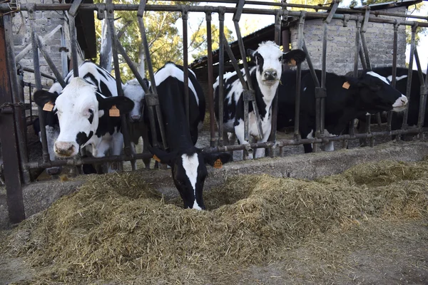 Cows eating in a trough of a cattleshed — Stock Photo, Image