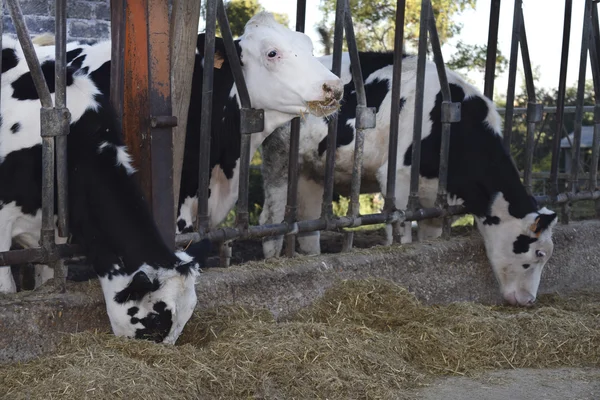 Cows eating in a trough of a cattleshed — Stock Photo, Image