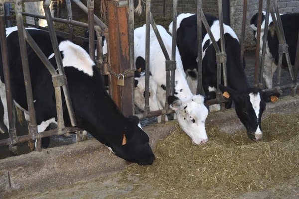 Cows eating i a trough of a cattleshed — Stock Photo, Image