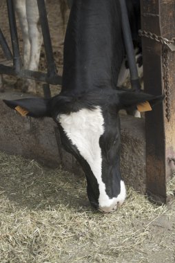  Ahırda inek
