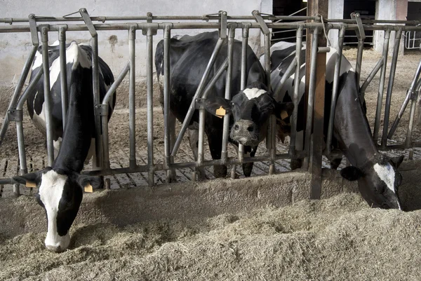 Cows in a cattleshed — Stock Photo, Image