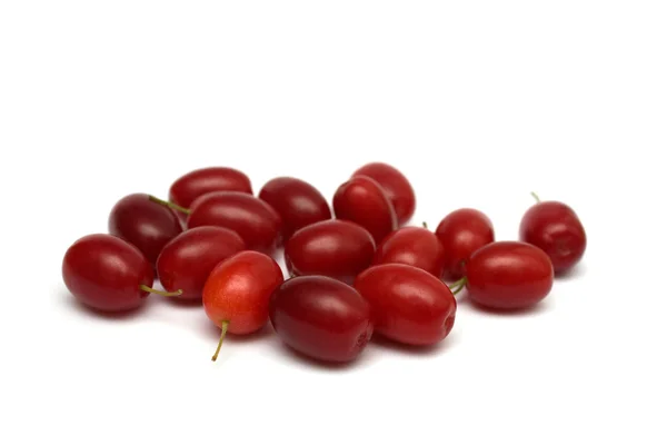 Hartriegel rote Beeren — Stockfoto