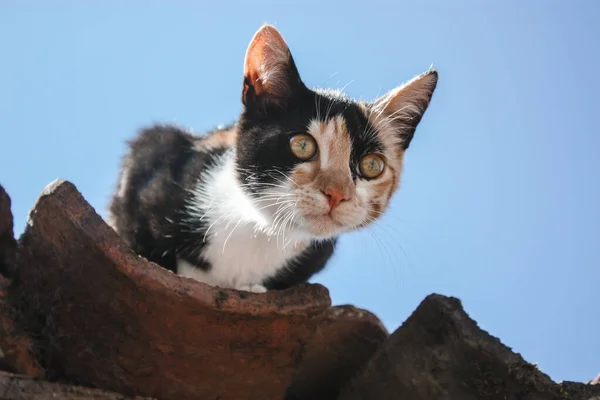 Gato Tricolor Que Senta Telhado Azulejos — Fotografia de Stock
