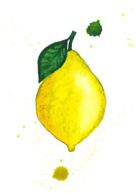 Taze limon meyvesi. Botanik suluboya çizimi. Beyaz arkaplanda yapraklı limon meyvesi