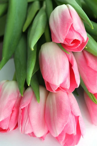 Pink Tulips Flowers White Background — Stock Photo, Image