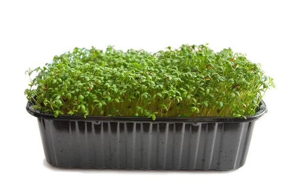 Garden Cress Seed Sprouter Isolated White — Stock Photo, Image