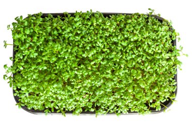 Bahçe teresi tohum filizi içinde, beyaz bir filizde izole..