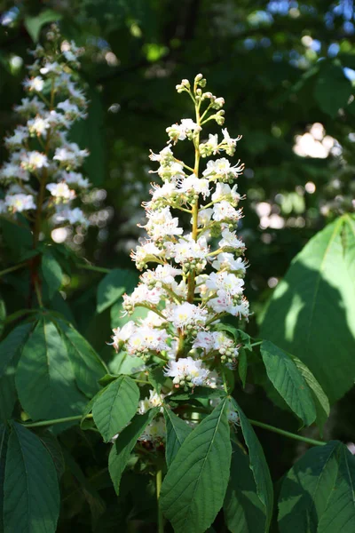 Chestnut Flower Spring Park — Stock Photo, Image