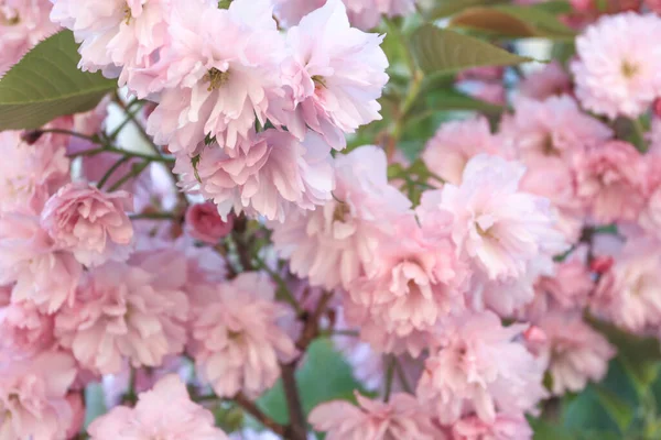 Japanische Kirschblüte Frühling — Stockfoto