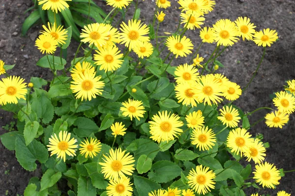 Doronicum Gula Blommor Trädgården Ren — Stockfoto