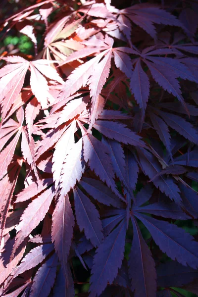 Reflexões Luz Folhagem Bordo Japonesa — Fotografia de Stock