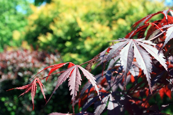 Bordo Japonês Fundo Natureza — Fotografia de Stock