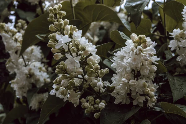 Rama Blanca Con Flores Lila Primaveral Llave Oscura —  Fotos de Stock