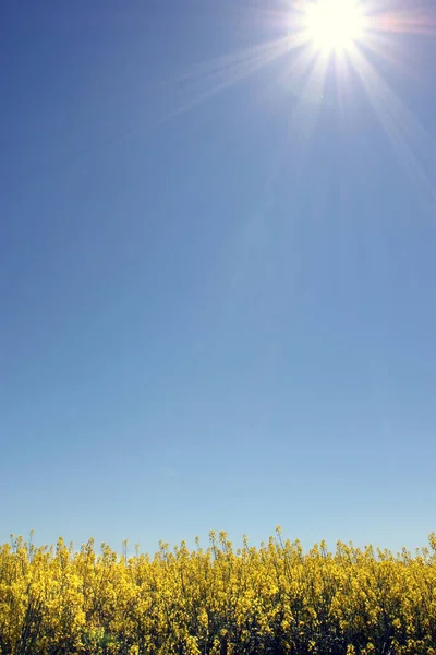 Summer Landscape Rape Filed Blue Sky Sun — Stock Photo, Image