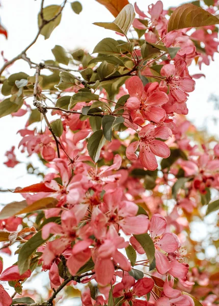 Цветущая Ветвь Декоративной Яблони Королевского Двора Малуса — стоковое фото