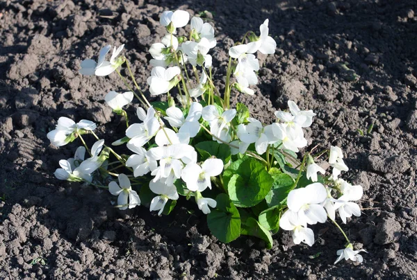 Bílá Fialová Viola Alba Pozadí Černé Půdy — Stock fotografie