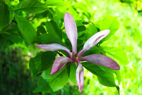 Magnólie Růžovým Květem Zelenými Listy Jarní Sezóna — Stock fotografie