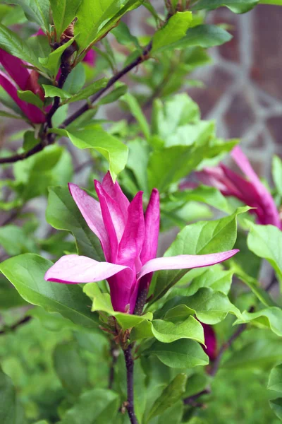 Magnolia Tree Pink Flower Green Leaves Spring Season — Stock Photo, Image