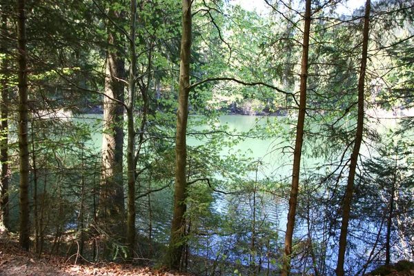 Primavera Floresta Faia Fundo Lago Synevyr — Fotografia de Stock