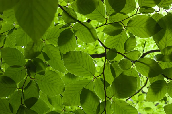 Buchenfrühling Blättert Hintergrund — Stockfoto