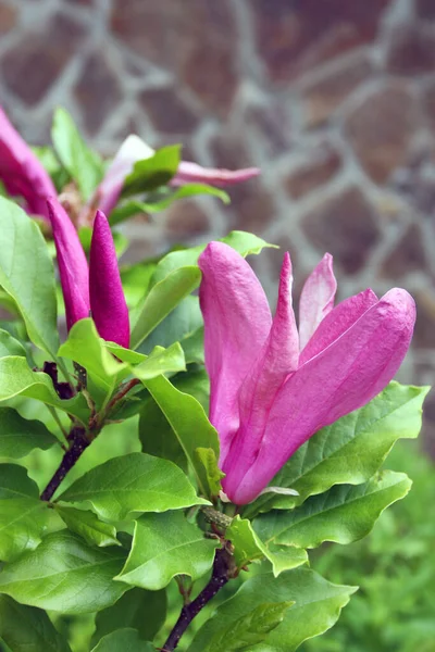 Magnolia Árvore Com Flor Rosa Folhas Verdes Temporada Primavera — Fotografia de Stock