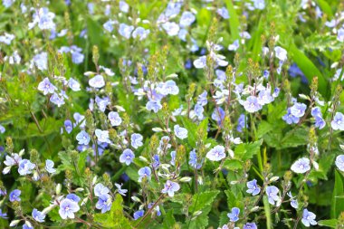 Mavi Veronica baharda açar