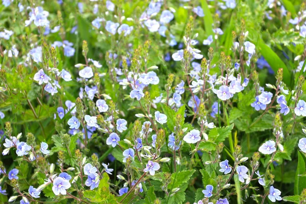 Blå Veronica Blommar Våren — Stockfoto