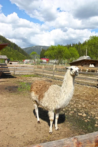 Ritratto Lama Bianco Allo Zoo Dei Carpazi — Foto Stock