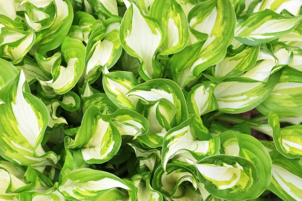 Green White Hosta Background Stock Image