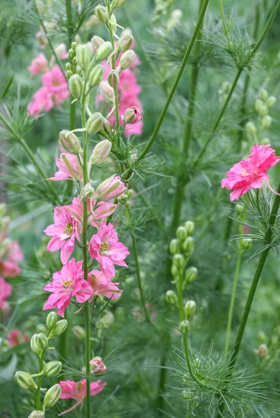 Pink Delphinium Flower Summer Garden — Stock Photo, Image