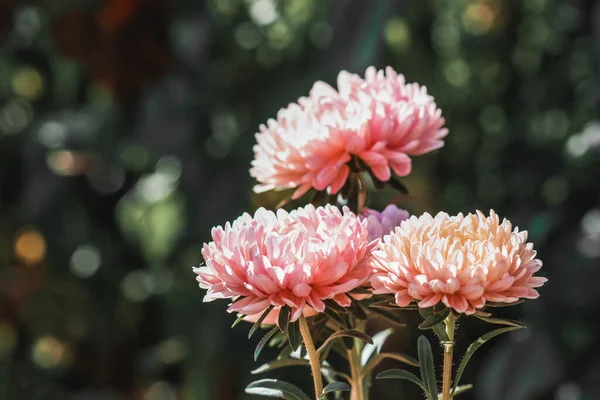 Asters Bright Autumn Flowers — Stock fotografie