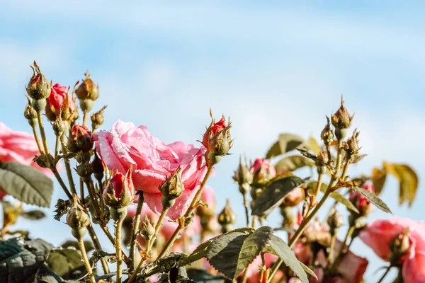 Jasně Růžové Růže Poupaty Pozadí Oblohy Dešti Krásné Růžové Růže — Stock fotografie