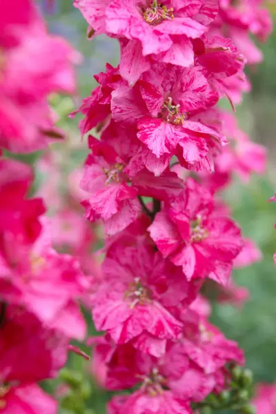 夏の庭のピンクのデルフィニウムの花 — ストック写真
