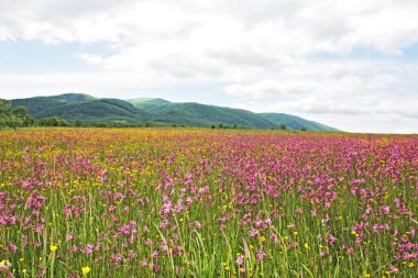 Lychnis, Karpatlar 'ın çayırında yabani bir çiçek açıyor.