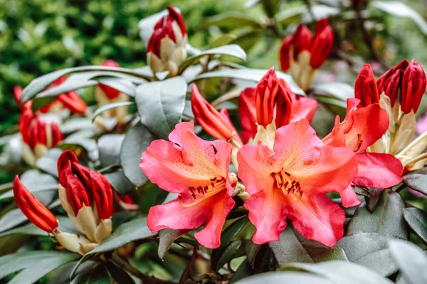 Azalée Rouge Fleurit Dans Parc Printemps — Photo