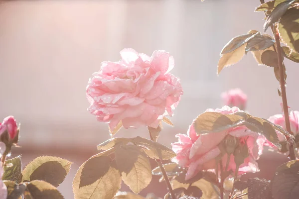 Jasnoróżowe Róże Pączkami Deszczu Piękne Różowe Róże Ogrodzie Letnim Tło — Zdjęcie stockowe