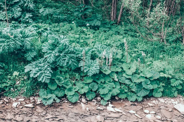 春の水の近くの緑の植物と石のクローズアップ — ストック写真