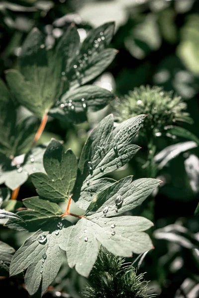 Gotas Agua Hoja Verde Rocía Después Lluvia Tecla Baja —  Fotos de Stock