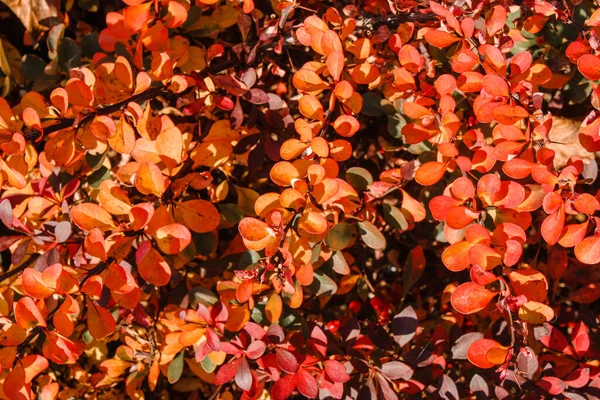 Fondo Rojo Púrpura Arbusto Agracejo Otoño —  Fotos de Stock