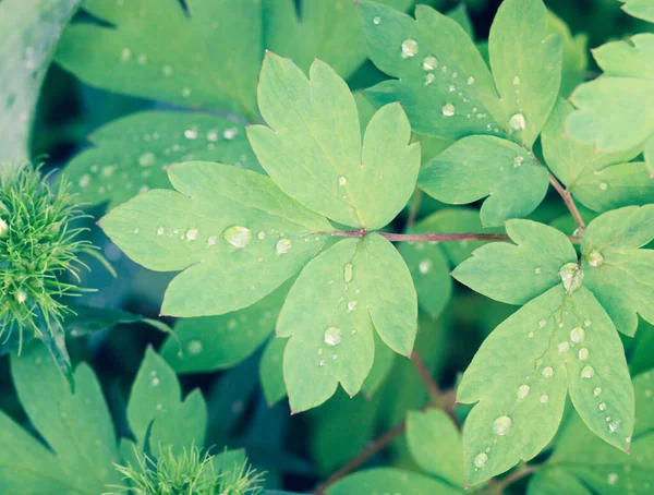 緑の葉に水が落ちる 雨の後の露 — ストック写真