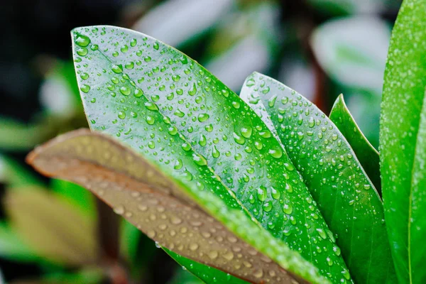 Water Drops Green Leaf Dew Rain — Stock Photo, Image