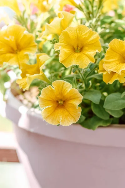 Pot Avec Pétunias Sur Balcon Été — Photo