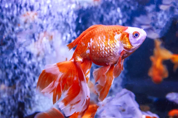 Tropische Goudvissen Het Aquarium — Stockfoto