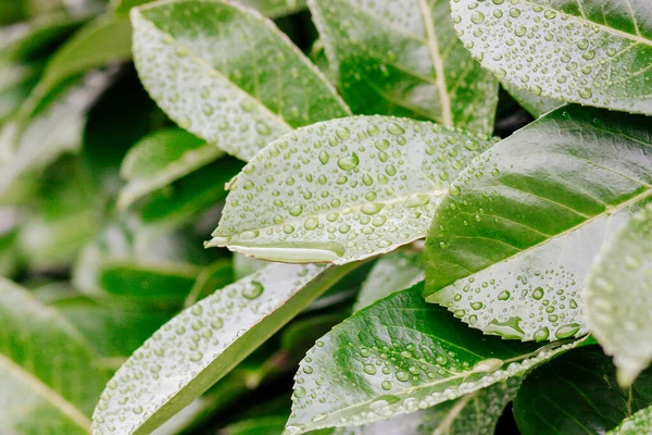 Wassertropfen Auf Grünes Blatt Tau Nach Regen — Stockfoto