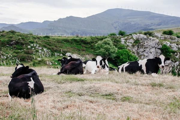 Гірський Пейзаж Коровами Сухою Травою — стокове фото