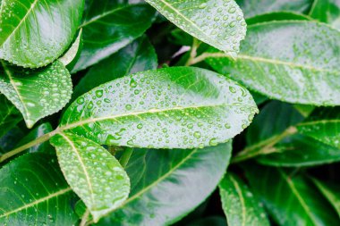 Su yeşil yaprağa damlıyor. Yağmurdan sonra çiy. 