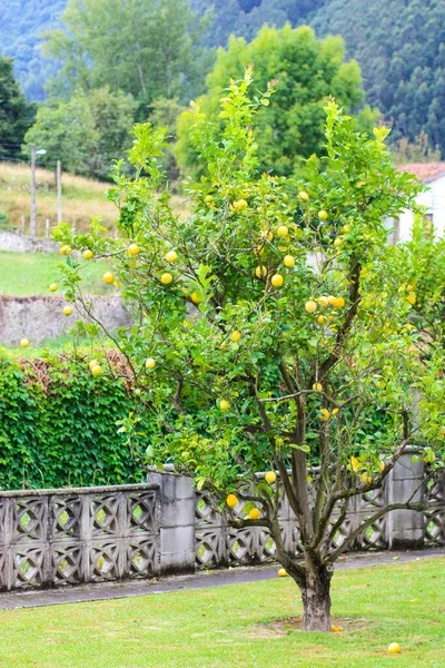 Lemon Tree Spring Garden Spain Village — Stock Photo, Image