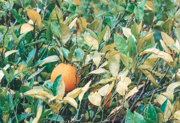 Reife Orangefarbene Früchte Auf Dem Baum — Stockfoto