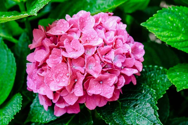 Linda Hortênsia Rosa Florescendo Com Gotas Água Verão Fundo Natural — Fotografia de Stock